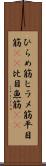ひらめ筋 Scroll