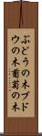 ぶどうの木 Scroll