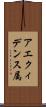 アエクィデンス属 Scroll