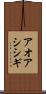 アオアシシギ Scroll