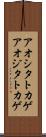 アオシタトカゲ Scroll