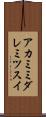 アカミミダレミツスイ Scroll