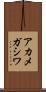 アカメガシワ Scroll