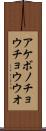 アケボノチョウチョウウオ Scroll