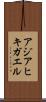 アジアヒキガエル Scroll