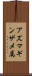 アズマギンザメ属 Scroll