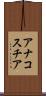 アナコスチア Scroll