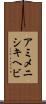 アミメニシキヘビ Scroll