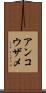 アンコウザメ Scroll