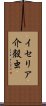 イセリア介殻虫 Scroll