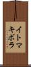 イトマキボラ Scroll