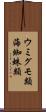 ウミグモ類 Scroll