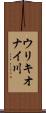 ウリキオナイ川 Scroll