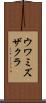 ウワミズザクラ Scroll