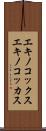 エキノコックス Scroll