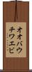 オオバウチワエビ Scroll