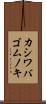 カシワバゴムノキ Scroll