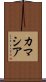 カマシア Scroll