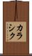 カラシク Scroll