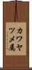 カワヤツメ属 Scroll