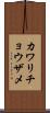 カワリチョウザメ Scroll