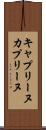 キャプリーヌ Scroll