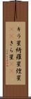 キラ星 Scroll