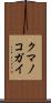クマノコガイ Scroll