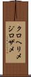 クロヘリメジロザメ Scroll