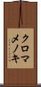 クロマメノキ Scroll