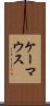 ケーマウス Scroll