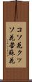 コソ花 Scroll
