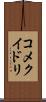 コメクイドリ Scroll