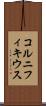 コルニフィキウス Scroll
