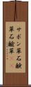 サボン草 Scroll