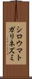 シロウマトガリネズミ Scroll