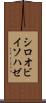 シロオビイソハゼ Scroll
