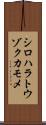 シロハラトウゾクカモメ Scroll