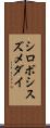 シロボシスズメダイ Scroll