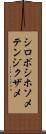 シロボシホソメテンジクザメ Scroll