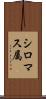 シロマス属 Scroll