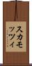 スカモッツィ Scroll