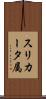 スリカータ属 Scroll