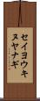 セイヨウキヌヤナギ Scroll