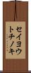 セイヨウトチノキ Scroll