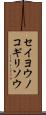 セイヨウノコギリソウ Scroll