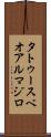 タトゥースベオアルマジロ Scroll
