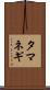 タマネギ Scroll