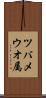 ツバメウオ属 Scroll