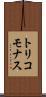 トリコモナス Scroll